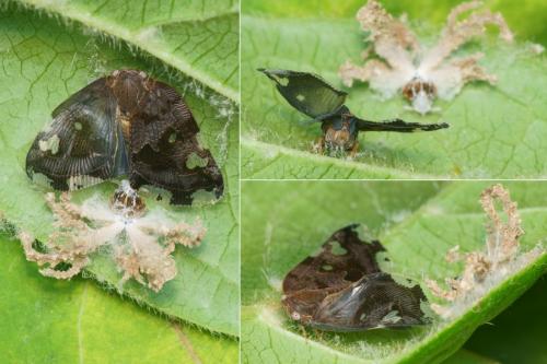 Ricania speculum